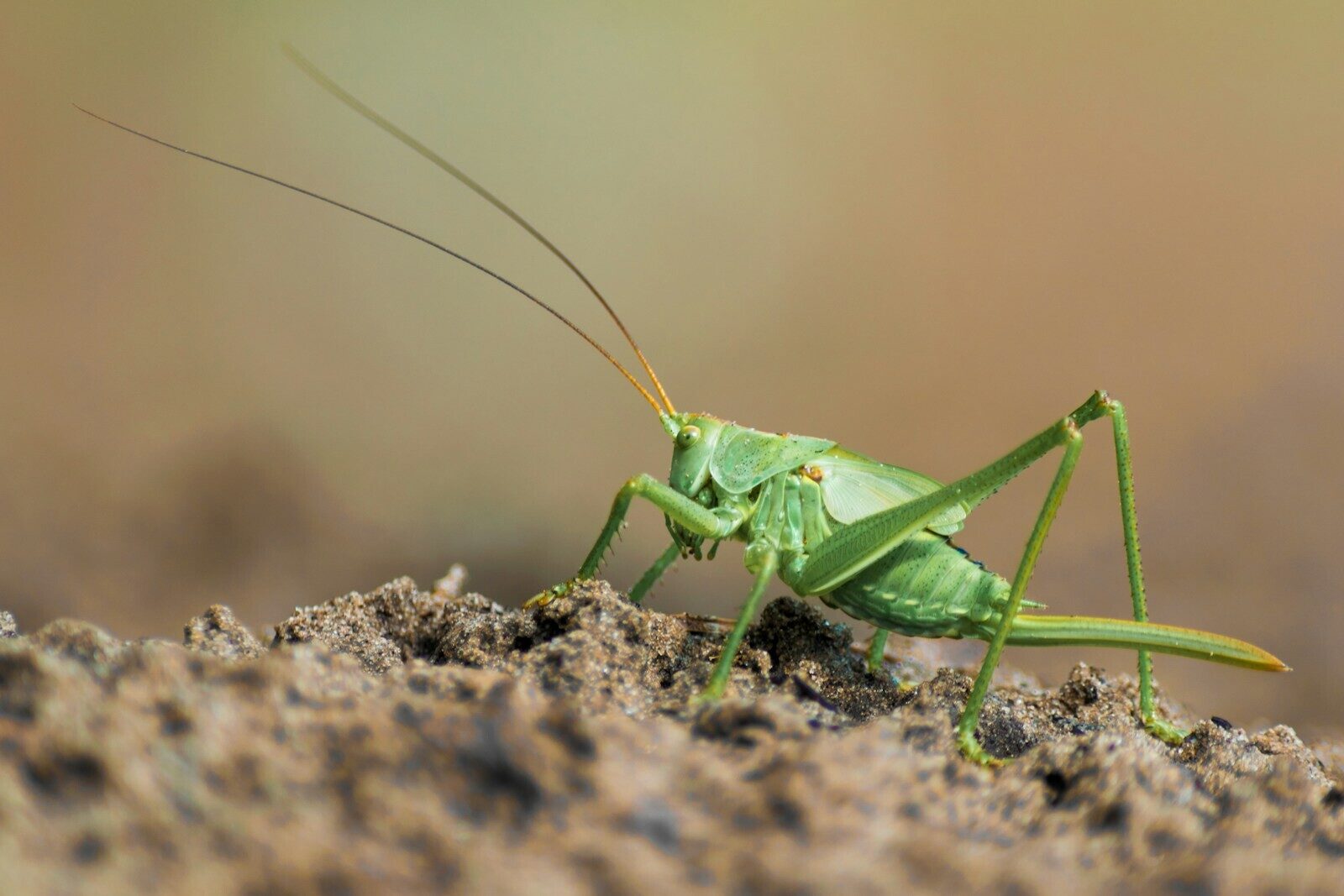 Photo by Natália Dudás green grasshopper